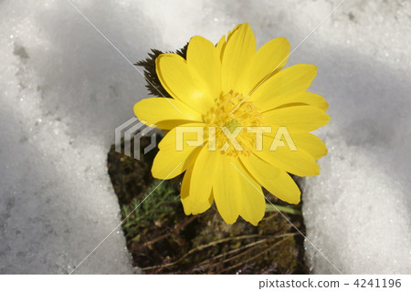 adonis ramosa, spring, bloom 4241196