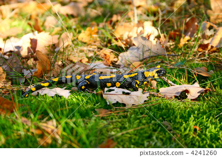fire salamander in a green grass 4241260