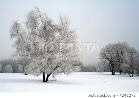 snow landscape with trees snow landscape with trees 4241272
