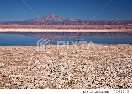 Laguna Chaxa in Salar de Atcama, Chile 4241343