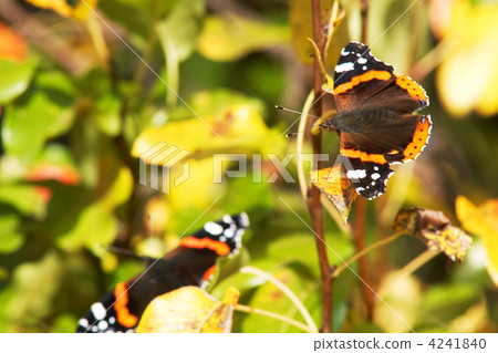 Butterflies Butterflies 4241840