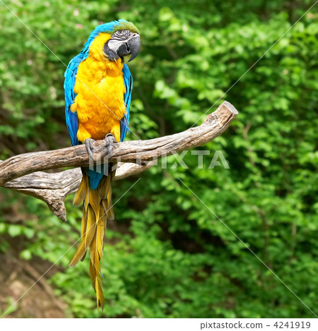 macaw on the branch macaw on the branch 4241919