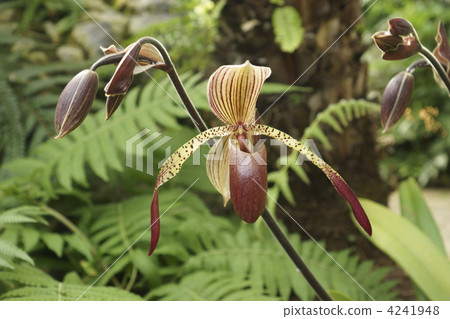 paphiopedilum, bloom, blossom 4241948