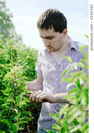Gardener Gardener 4242392