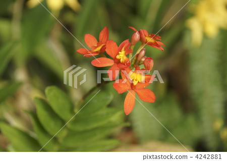 紫點紅門蘭 花朵 花 4242881