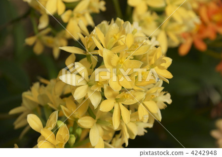 紫點紅門蘭 花朵 花 4242948