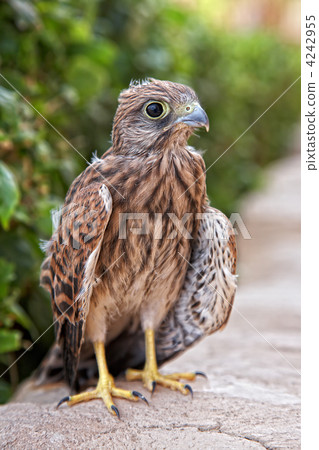 fledgeling of eagle osprey, Egypt 4242955