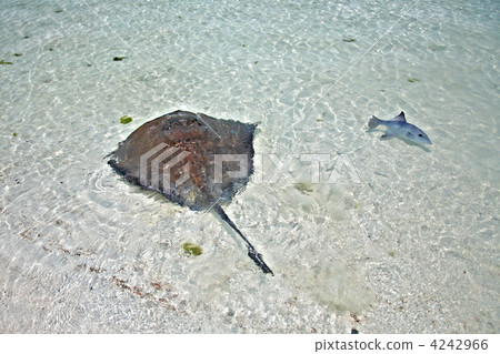 stingray and triggerfish in a shallow water 4242966