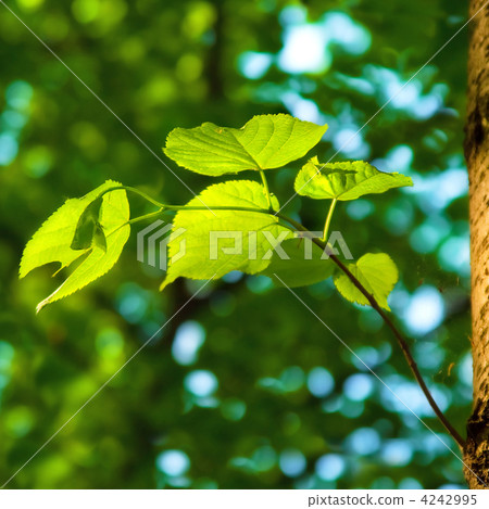 spring background with green leaves of lime tree spring background with green leaves of lime tree 4242995