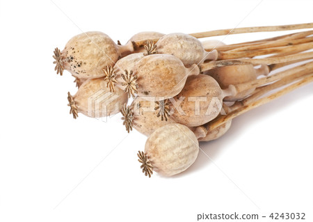 bunch of poppies on white background 4243032