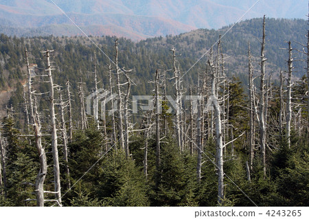 dry trees on the top of Great Smoky mountains, USA 4243265