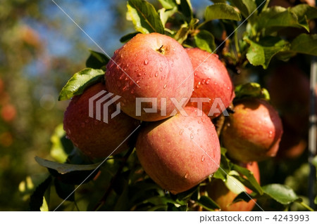 Dew on apples 4243993