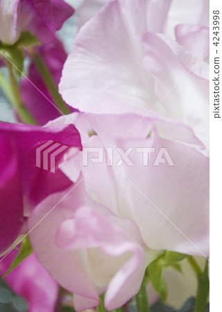 Sweet pea Sweet pea 4243998