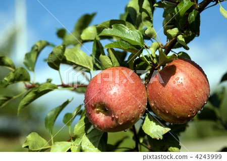 Apples Apples 4243999