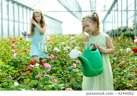 Greenhouse Greenhouse 4244062