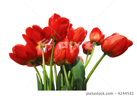 tulips tulips 4244581