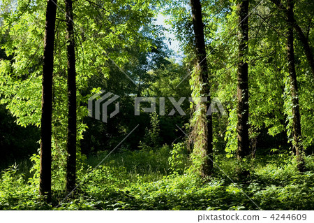 Green forest Green forest 4244609