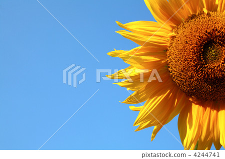 Yellow flower Yellow flower 4244741