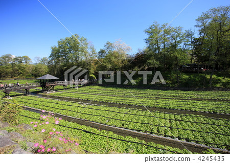 Wasabi field and cosmos in Azumino 4245435