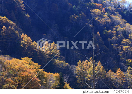 Kamikochi的秋天閃耀著明亮的松樹林 Kamikochi的秋天閃耀著明亮的松樹林 4247024