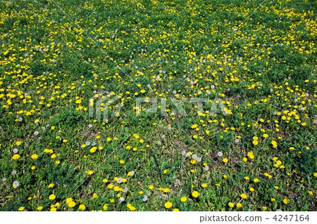 Dandelion  meadow 4247164