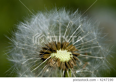 Deflorate dandelion 4247190