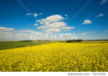 Yellow field Yellow field 4247284