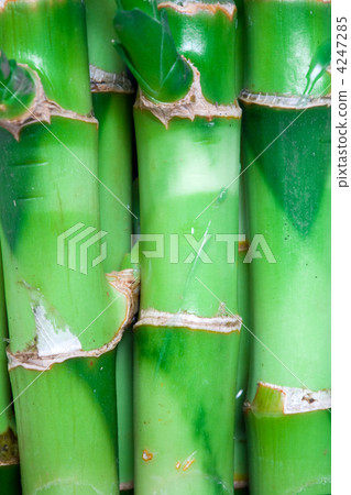 Bamboo stems Bamboo stems 4247285