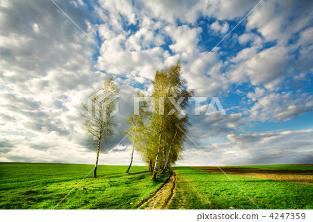 Trees in field Trees in field 4247359
