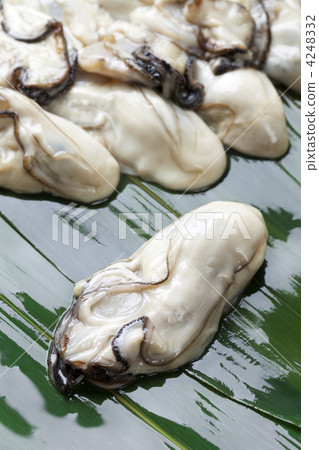 大牡蠣 4248332