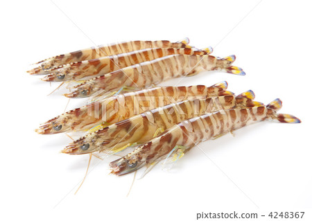 Prawn prawn 4248367