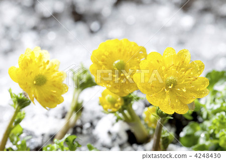 Thawing and Fukushigusu Thawing and Fukushigusu 4248430