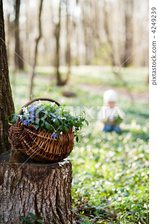 Basket with spring flowers 4249239