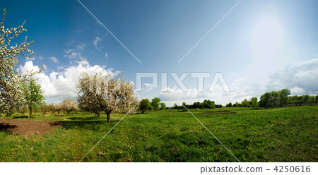 Apple orchard panorama Apple orchard panorama 4250616