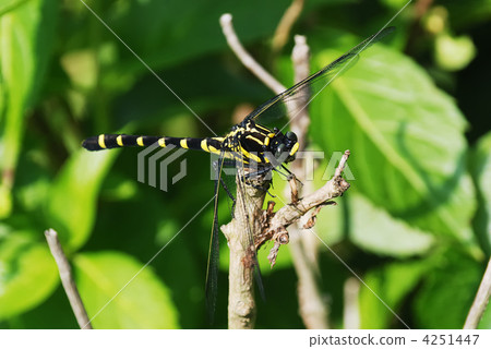 Kooniyanma Kooniyanma 4251447