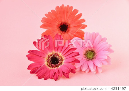 非洲菊花卉柔和的顏色 4251497