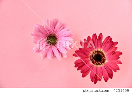 Gerbera flower pastel color 4251499