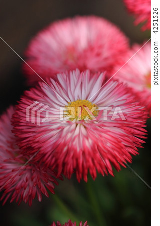 雛菊 雛菊 4251526