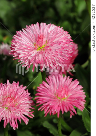 雛菊 雛菊 4251527