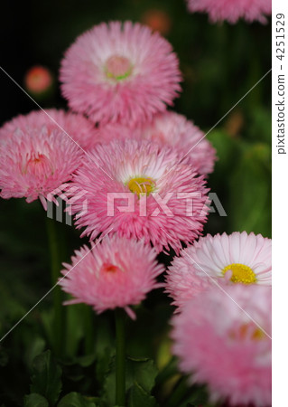 雛菊 雛菊 4251529