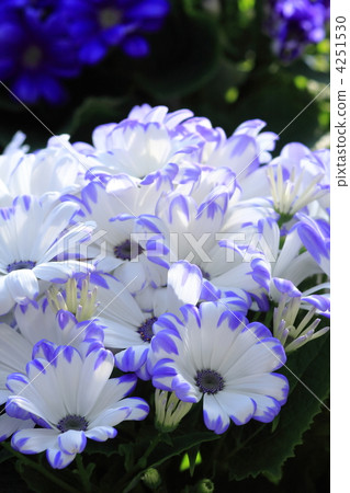 瓜葉菊 瓜葉菊 4251530