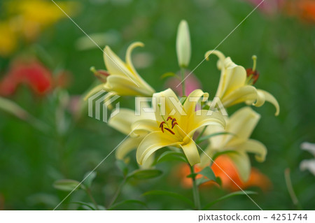 百合花 百合線蟲 百合 4251744