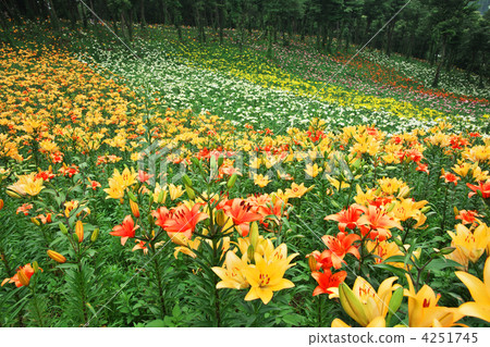 百合花 百合線蟲 百合公園 4251745