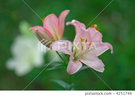lilium maculatum, lilium elegans, lily 4251746
