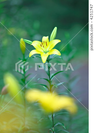 lilium maculatum, lilium elegans, lily 4251747