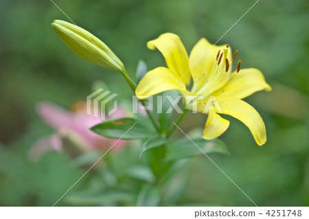 lilium maculatum, lilium elegans, lily 4251748