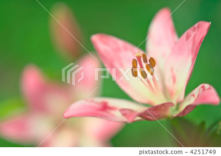 百合花 百合線蟲 百合 4251749