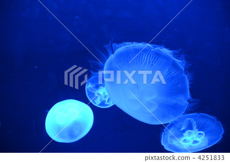 4 jellyfish 4251833