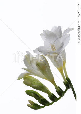Beautiful white freesia · Up portrait 1 4251943