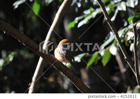 bird, birds, fowls 4252011